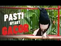 Lagu Terapi suara kacer ngeplong ini ampuh buat kacer bahan supaya cepat bunyi gacor!