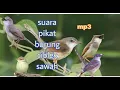 Lagu suara pikat burung ciblek sawah