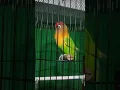 Lagu Masteran Lovebird Fighter durasi panjang #lovebird #lovebirdfighter #masteranlovebird