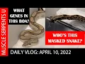 MYSTERY BOA Plus LEUCISTIC BURMESE PYTHON Update 4-10-22