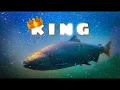 Chinook and Steelhead Battle Bonneville Dam Columbia River Salmon