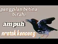 Download Lagu Anis kembang betina memanggil jantan || terapi Anis kembang betina nratak