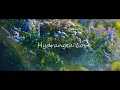Download Lagu TXT `紫陽花のような恋（Hydrangea Love）`MV