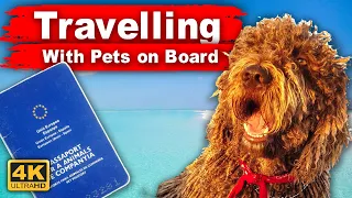 How to travel with animals on a boat? Sailing with a dog, yes or not? Interviews with dogs owners