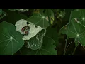 Chancha Via Circuito & El Búho - Oruga (Official Music Video) - Chancha Vía Circuito
