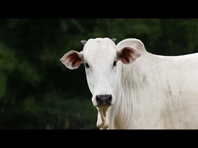 Novilha Nelore ACSM - 234