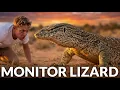 Are Monitor Lizards Venomous ft Yellow Spotted Monitor Lizard