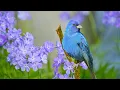 Download Lagu Beautiful Relaxing Hymns, Peaceful Calm Instrumental Music, \
