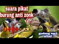 Download Lagu suara burung kutilang ribut anti zonk
