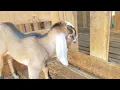 Chivos nubios