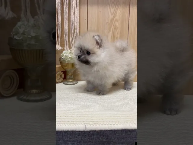 動画