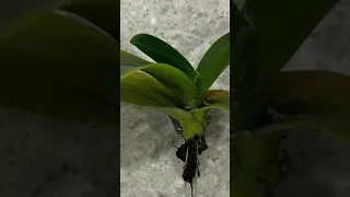 جذور الأوركيد متعفنة ما الحل 