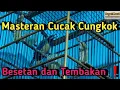 Download Lagu Masteran Cucak Cungkok Besetan dan tembakan panjang❗️