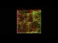 Vector Field Particle Simulation -