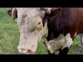 Will it hold Rufus is the question