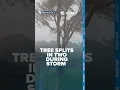 Tree splits in two during severe storms in Rhode Island