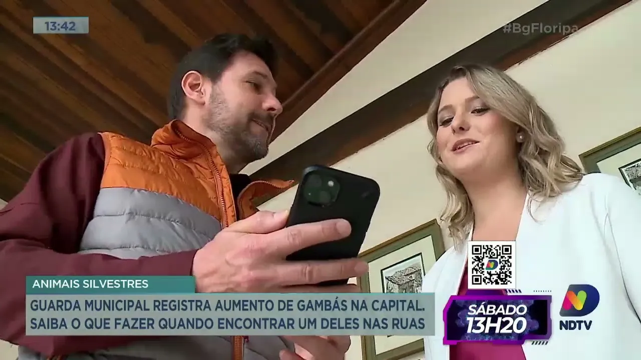 Guarda Municipal de Florianópolis constata aumento do número de gambás na cidade