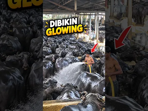 Kenapa Kerbau di India, Dibikin Super Glowing ⁉️ #faktaunik #india