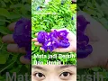 Download Lagu Resep Bunga Telang bikin Mata Bersih dan Jernih ‼️