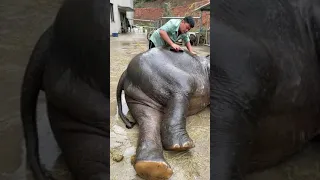 تحميم الفيل وهو مستلقي اسعد فيل في العالم 