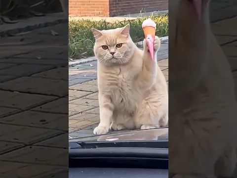 Gatito: Reclama su Helado🍦#gatos DIVERTIDOS