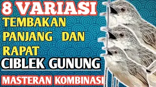 8 variasi tembakan panjang dan rapat ciblek gunung untuk masteran semua jenis burung 