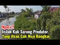 Download Lagu Ngeri‼️Inilah Kali Sarang Predator Yang Akan Cak Muji Bongkar