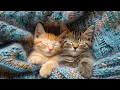 Musik Pengantar Tidur Terbaik untuk Kucing - Musik 12 Jam yang Disukai Kucing, Musik Suka Kucing ...