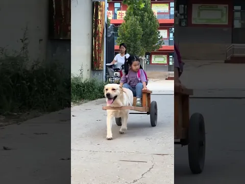 Doggy takes his friend along every day.||#shorts