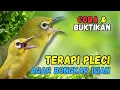 Lagu Pleci RIBUT Cocok Buat Terapi Pleci Bahan dan Pancingan Pleci Malas Bunyi