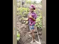 How to weed on ridges with weeding hoe