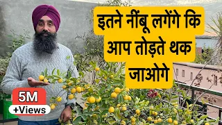 you will get so many lemons that you will get tired of plucking them how to get plenty of lemo