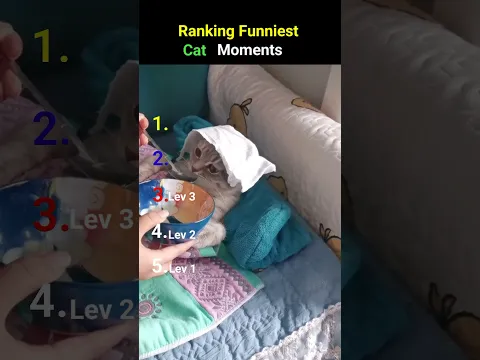 Ranking Funniest cat Moments #cat #funnyvideo