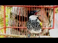 Download Lagu MASTERAN BAGUS BURUNG KICAUAN || CUCAK BERSISIK