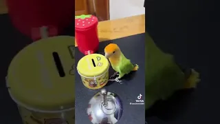 طائر الغندور    ينتمي إلى فصيلة الببغاء طائر ذكي جدا لدرجة يمكن أن يتعلم بسهولة دندنها