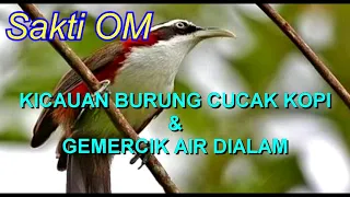 Download Sakti OM SUARA MERDU KICAUAN BURUNG CUCAK KOPI DI ALAM + GEMERCIK AIR MP3