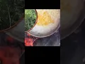 Download Lagu A beautiful day in the forest with a delicious meal 🌲🍽️ #cooking #naturelovers