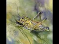 Spiritual Meaning of Seeing Grasshoppers