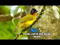 Download Lagu Mengenal 5 jenis burung kutilang paling banyak di cari untuk di pelihara