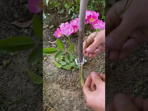 Amazing Garden Gadgets: Plant Support /Cool Gadgets on Amazon Finds #amazonfinds #coolgadgets