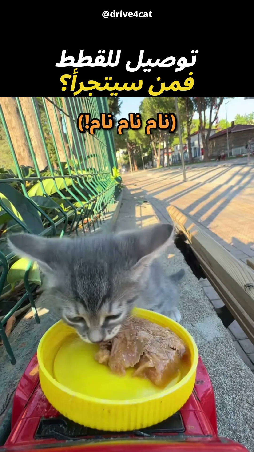 خدمة توصيل للقطط 🚗😸