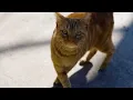 Help Our Community Cat Population Through Our TNR Program