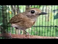Download Lagu Burung Sikatan Rimba Dada Coklat Jantan GACOR PIKAT - Masteran \u0026 Pancingan SRDC Bali Paling Ampuh