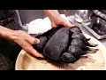 Download Lagu Japans eten - Gigantische Berenpoot Tokio Japan