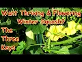 3 Tips for Successful Winter Squash Heavy Production Pumpkins Butternut Acorn Spaghetti - Water