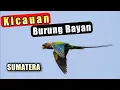Download Lagu suara burung bayan