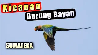 suara burung bayan