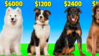 Dog Breeds by PRICE Most Expensive Dogs in The World