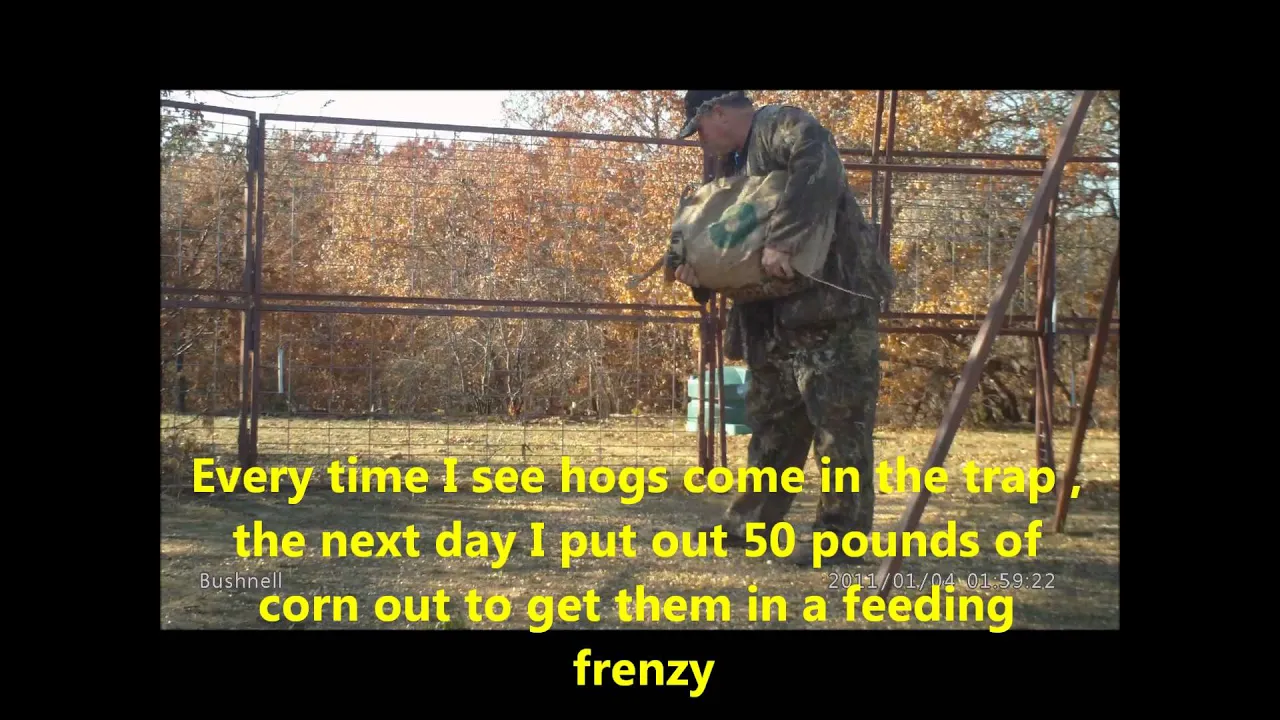 How to Catch Wild Feral Hogs