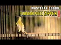 Download Lagu MASTERAN SOGON ISIAN PLECI ZIPPER‼️SANGAT COCOK UNTUK IJOAN DAN TROTOL❗